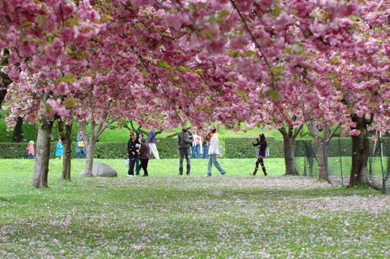 B13H91 people enjoying cherry trees in bloom during the cherry blossom festival at brooklyns botanic gardens. Image shot 05/2008. Exact date unknown.